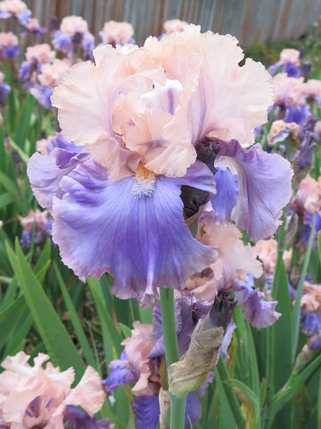 Florentine Silk - Bearded Iris