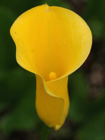 Florex Gold - Zantedeschia