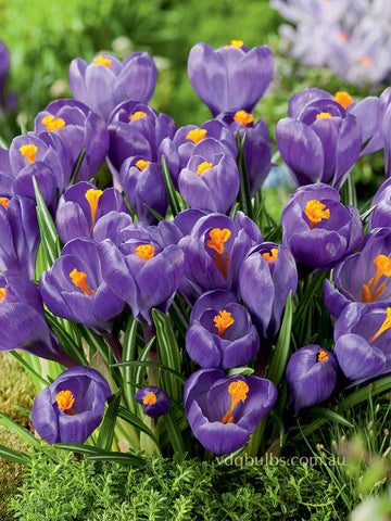 Flower Record - Crocus