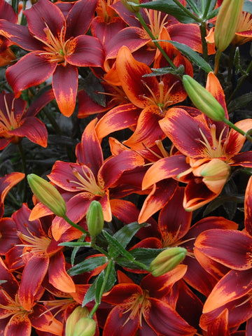 Forever Susan - Tango Lilium