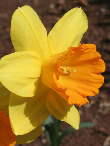 Fortune - Daffodil