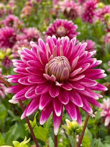 Fracap - Dahlia