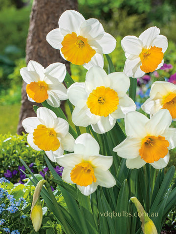 Fragrant Breeze - Daffodil