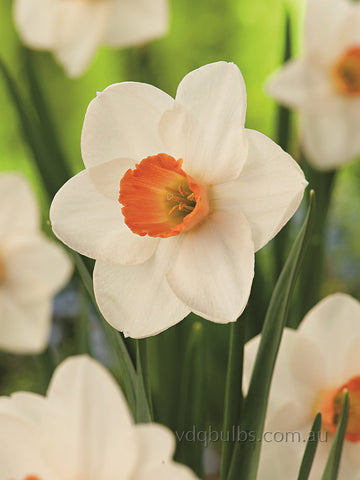 Fragrant Rose - Daffodil