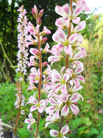 Francoa sonchifolia