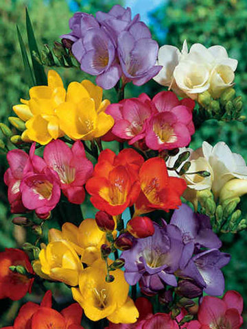 Mixed Single Freesias