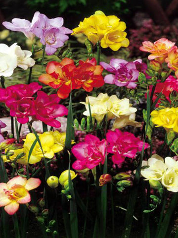 Mixed Double Freesias