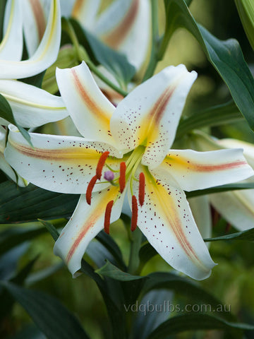 Garden Party - Dwarf Oriental Lilium