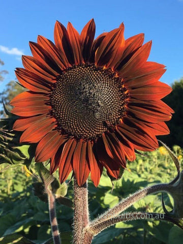 Garnet - Sunflower