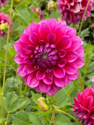 Gelati - Dahlia