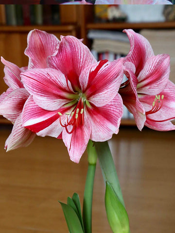 Gervase - Hippeastrum