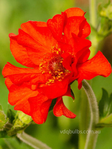 Geum 'Fireball'