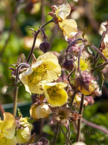 Geum 'Primrose Cottage'