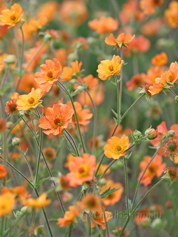 Geum 'Totally Tangerine'