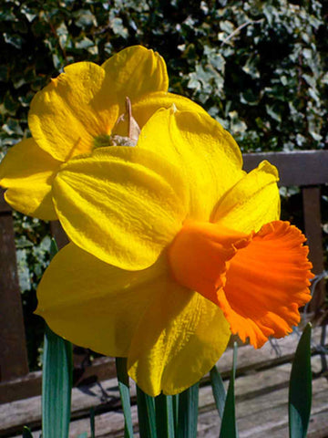 Glen Clova - Daffodil