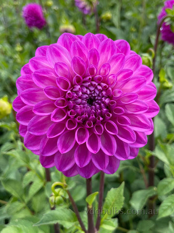 Glenmarc Challenger - Dahlia