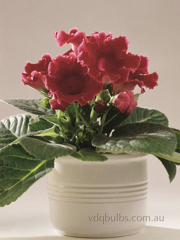 Gloxinia