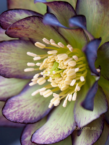 Green and Purple Double - Hellebore