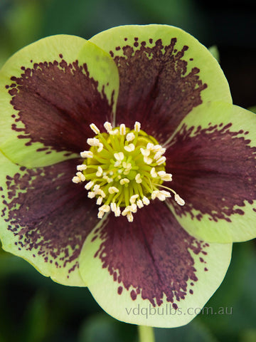 Green Spotted Single - Hellebore