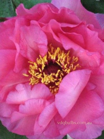 Gypsy Queen - Tree Peony