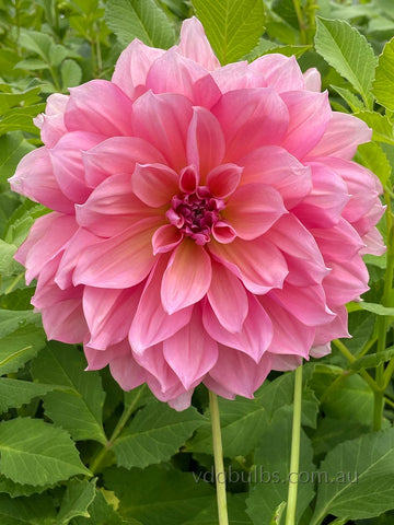 Happy - Dahlia