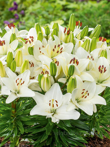 Happy Ice - Potting Asiatic Lilium