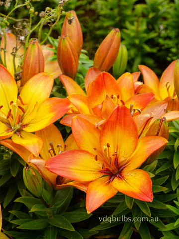 Happy Memories - Lilium