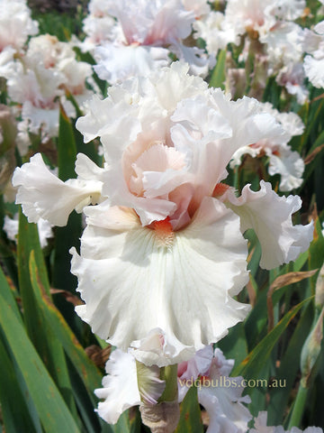 Head Over Heels  - Bearded Iris