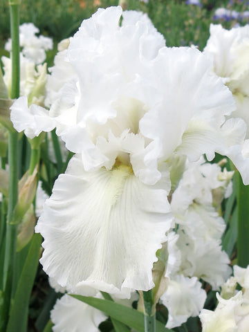 Helen Dawn - Bearded Iris