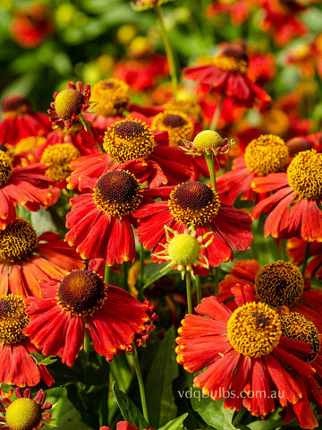 Helenium Red Jewel