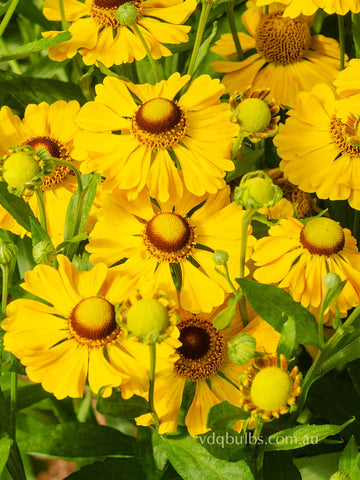 Helenium Zimbelstern