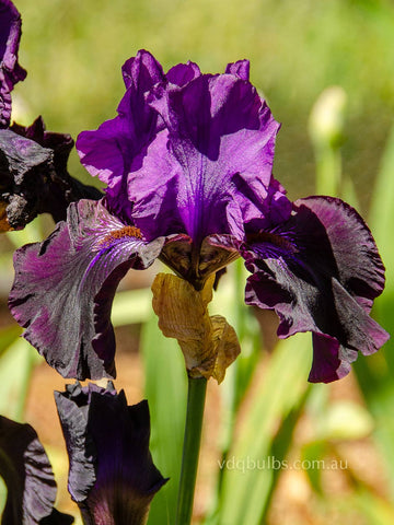 Hello Temptation - Bearded Iris