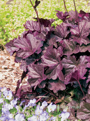 Heuchera 'Obsidian'