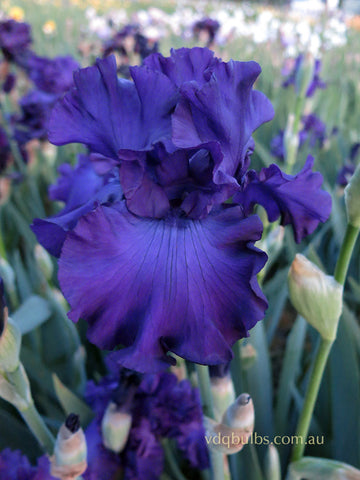 High Waters - Bearded Iris