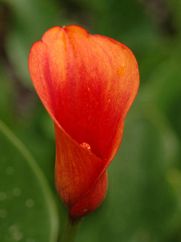 Hot Shot - Zantedeschia