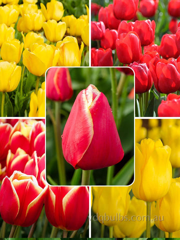 Hot to Trot Blend - Tulips