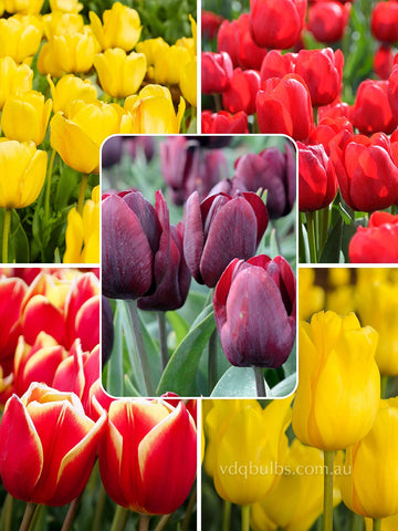 Hot to Trot Blend - Tulips