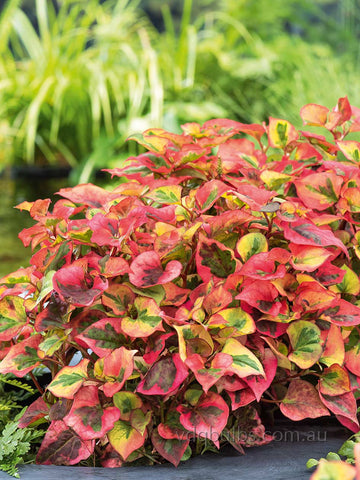 Houttuynia cordata 'Chameleon'