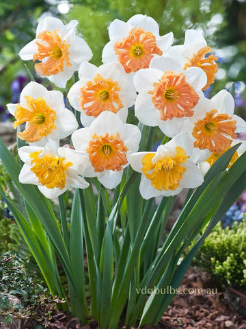 Hungarian Rhapsody - Daffodil