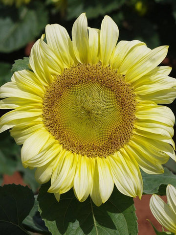 Ice Lady - Sunflower
