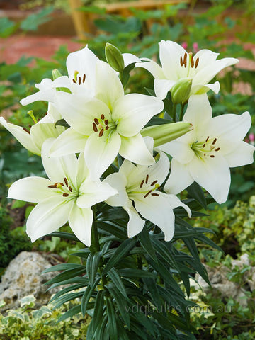 white henryi lily Henryi - Lilium