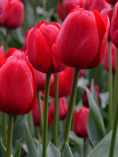 Ile de France - Tulip | VDQ Bulbs