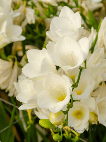 Ilse - Single Freesia