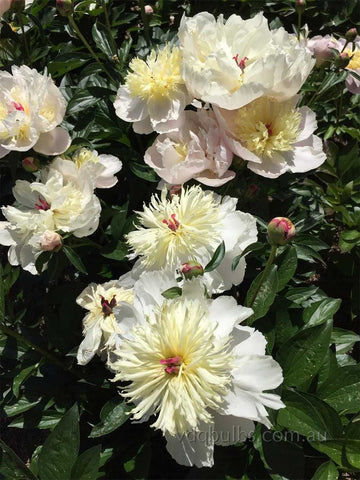 Immaculee - Herbaceous Peony