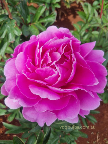 Impossible Dream - Itoh Peony