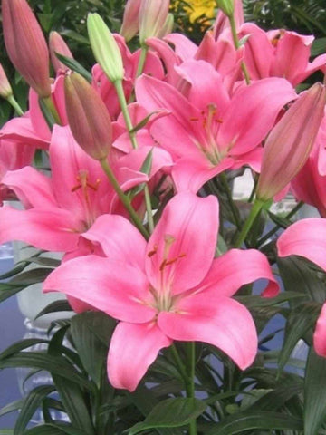 Indian Summerset - LA Hybrid Lilium