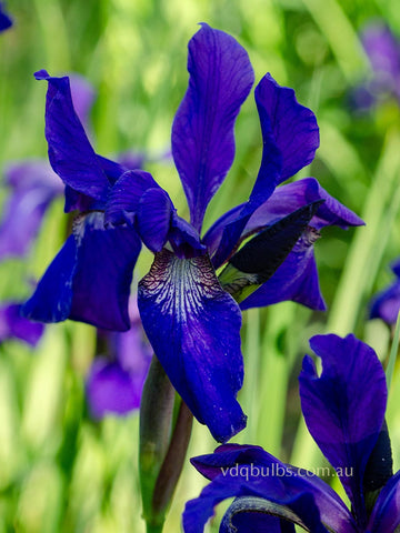 Indigo - Siberian Iris