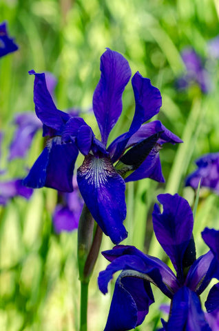 Indigo - Siberian Iris