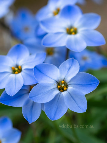 Ipheion 'Rolf Fiedler'