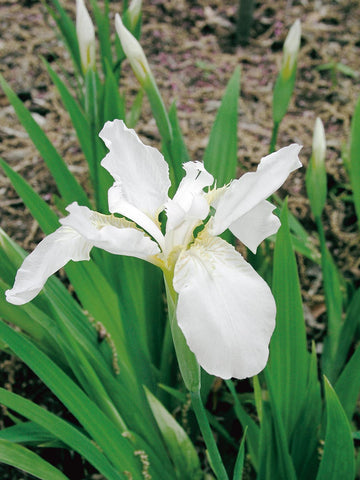 Iris tectorum 'Alba'